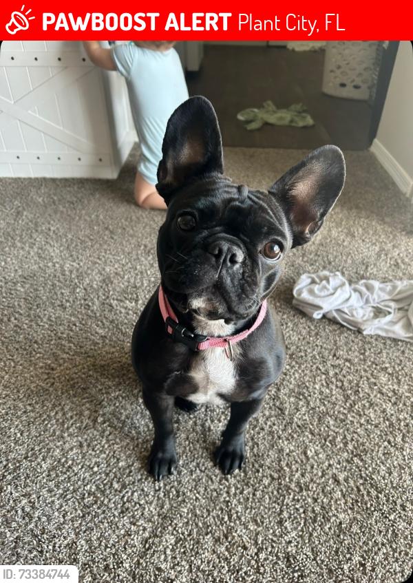 Lost Female Dog last seen Plant city highschool, Plant City, FL 33563
