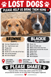 Reunited Male Dog last seen Near Hudson St Palmdale Ca, Palmdale, CA 93552