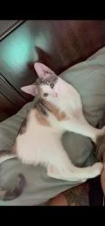 Lost Female Cat last seen 4th avenue, Chula Vista, CA 91910