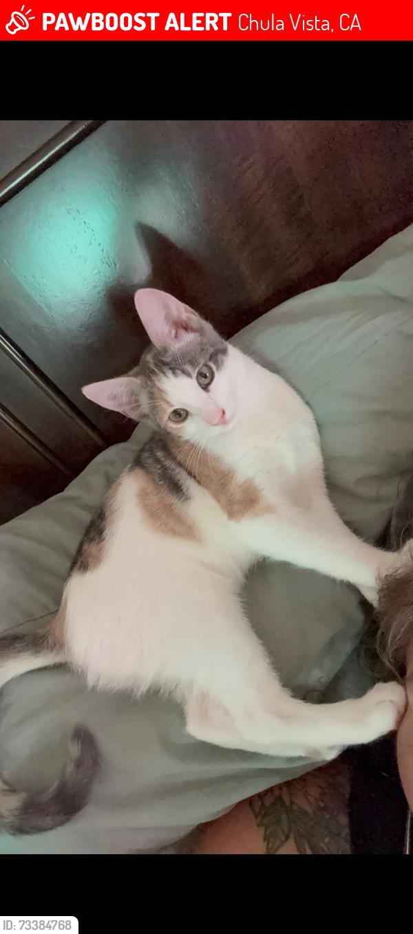 Lost Female Cat last seen 4th avenue, Chula Vista, CA 91910