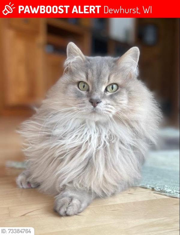 Lost Female Cat last seen Lake Arbutus Hatfield, Town of Dewhurst Town hall, Merrillan, WI 54754