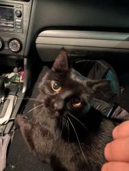 Reunited Male Cat last seen Dresden St., Linden Community Center, Columbus, OH 43211