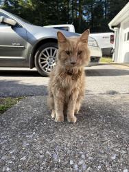 Found/Stray Unknown Cat last seen Pine grove road, Fayetteville, PA 17222