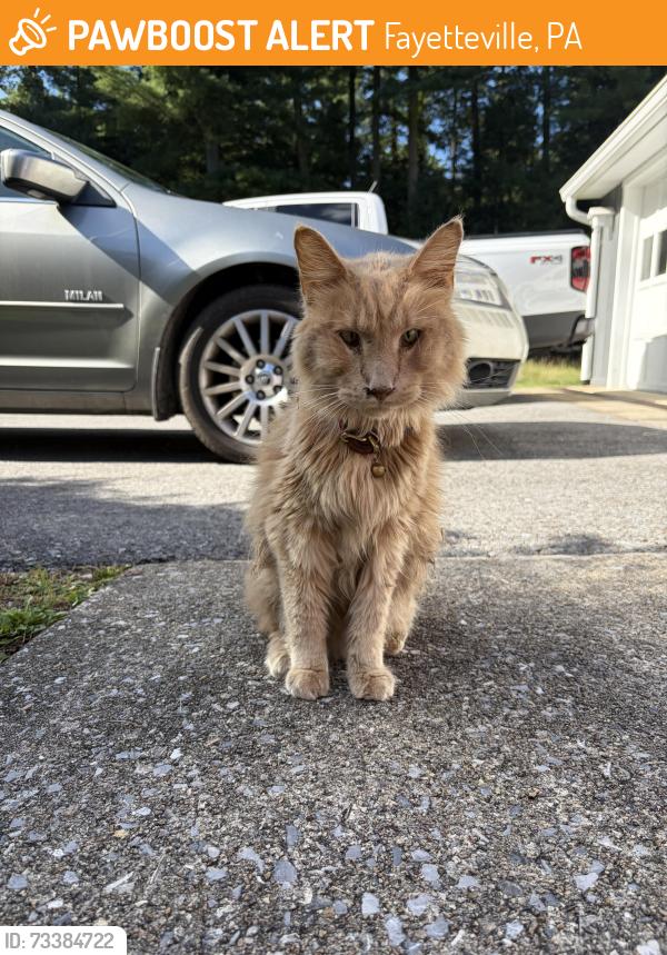 Found/Stray Unknown Cat last seen Pine grove road, Fayetteville, PA 17222