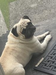 Found/Stray Male Dog last seen Broadways and grand, Los Angeles, CA 90037