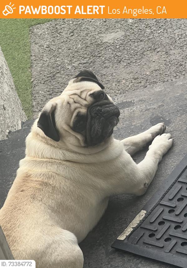 Found/Stray Male Dog last seen Broadways and grand, Los Angeles, CA 90037