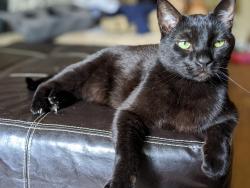 Lost Male Cat last seen Windermere Park, Pflugerville, TX 78660