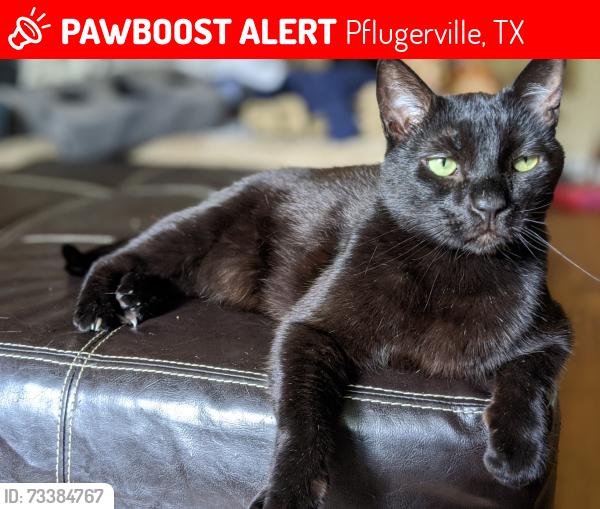 Lost Male Cat last seen Windermere Park, Pflugerville, TX 78660