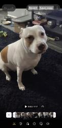 Reunited Female Dog last seen Cleveland and Oakland Pk, Columbus, OH 43224