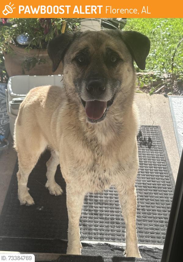 Found/Stray Male Dog last seen County Road 94 Happy Hollow-Shoals Creek, Florence, AL 35634