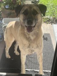 Found/Stray Male Dog last seen County Road 94 Happy Hollow-Shoals Creek, Florence, AL 35634