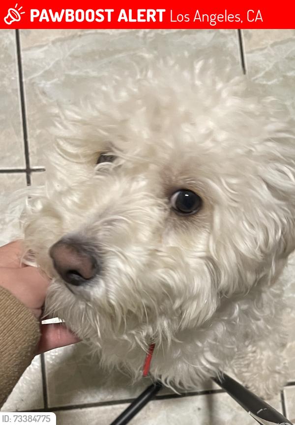 Lost Male Dog last seen Near St 56th St, Los Angeles, CA 90037