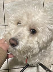 Lost Male Dog last seen Near St 56th St, Los Angeles, CA 90037