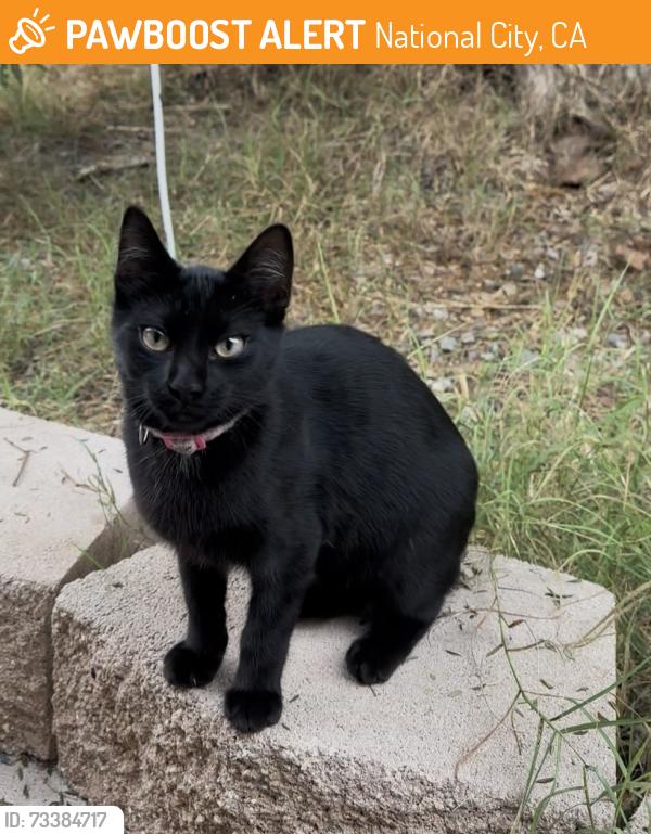 Found/Stray Female Cat last seen Virginia Dr & E 26th St, National City, CA 91950