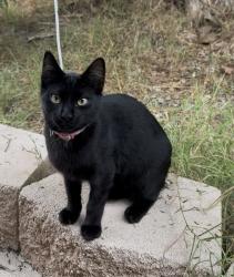 Found/Stray Female Cat last seen Virginia Dr & E 26th St, National City, CA 91950