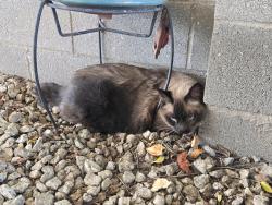 Found/Stray Male Cat last seen Near s 1st ave, Phoenix, AZ 85003