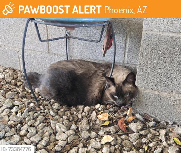 Found/Stray Male Cat last seen Near s 1st ave, Phoenix, AZ 85003