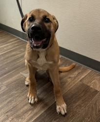 Shelter Stray Male Dog last seen Arbor Drive, San Diego, CA, 92103, 5500 Gaines St, San Diego, CA 92110, USA