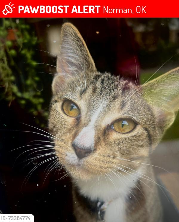 Lost Female Cat last seen Emelyn St & Ponca Ave, near Lincoln Elementary, Norman, OK 73071