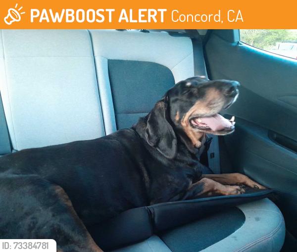 Found/Stray Unknown Dog last seen Ayers Road, Concord, CA 94521