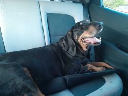 Found/Stray Unknown Dog last seen Ayers Road, Concord, CA 94521