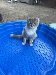 Lost Male Cat last seen Larcus Ave & California Ave, Bakersfield, CA 93307