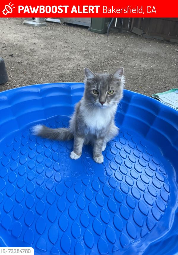 Lost Male Cat last seen Larcus Ave & California Ave, Bakersfield, CA 93307