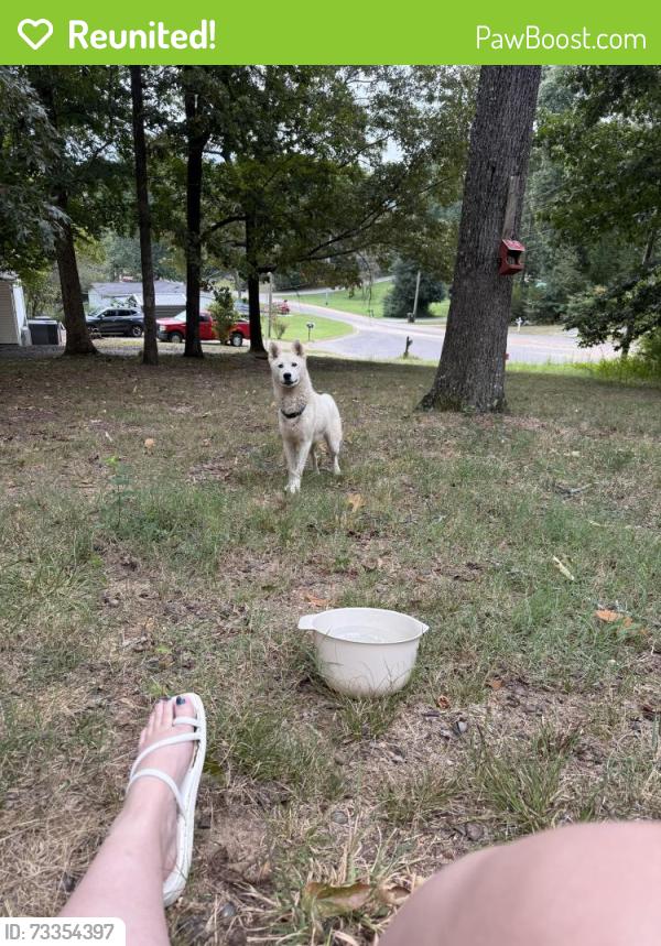 Reunited Male Dog last seen Dalton hwy, Cleveland, TN 37323
