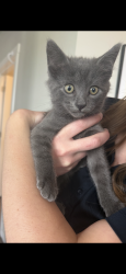 Lost Female Cat last seen Escaped apmt at 1:30pm today (9/14), Hillsboro, OR 97123
