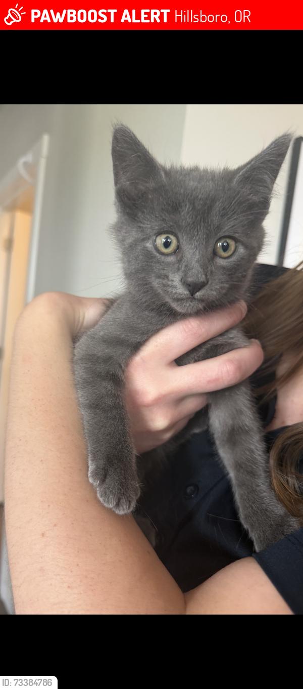 Lost Female Cat last seen Escaped apmt at 1:30pm today (9/14), Hillsboro, OR 97123