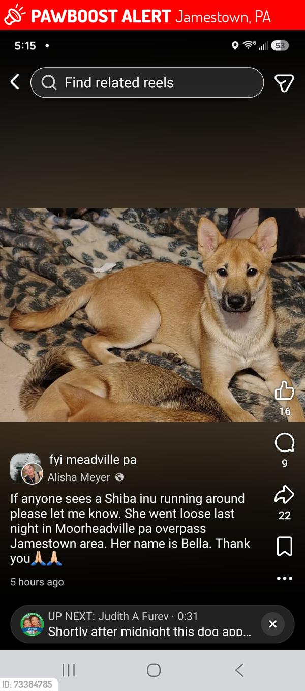 Lost Female Dog last seen Moreheadville overpass, Jamestown, PA 16134