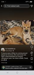 Lost Female Dog last seen Moreheadville overpass, Jamestown, PA 16134