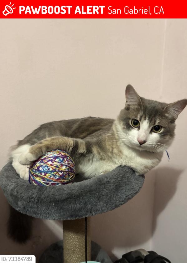 Lost Male Cat last seen New Ave, San Gabriel, CA 91776