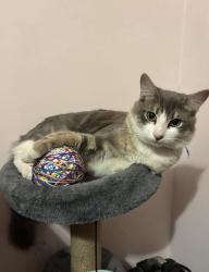 Lost Male Cat last seen New Ave, San Gabriel, CA 91776