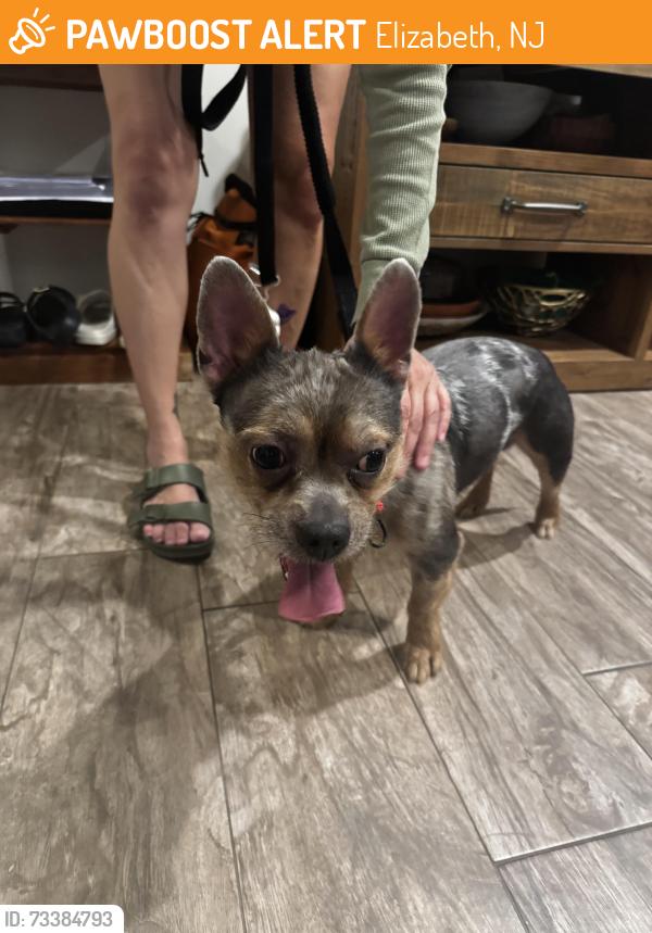 Surrendered Male Dog last seen N broad and Clinton, Elizabeth, NJ 07208