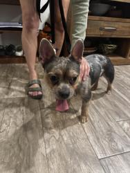 Found/Stray Male Dog last seen N broad and Clinton, Elizabeth, NJ 07208
