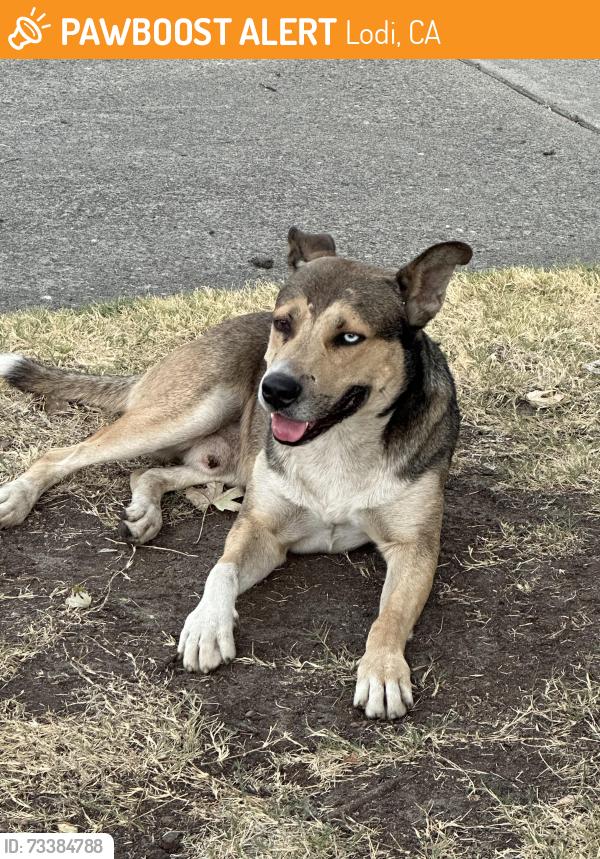 Found/Stray Male Dog last seen Next to the Stained Salon parking lot, Lodi, CA 95240