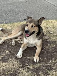 Found/Stray Male Dog last seen Next to the Stained Salon parking lot, Lodi, CA 95240