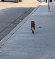 Found/Stray Unknown Dog last seen 3rd street, San Bernardino, CA 92410