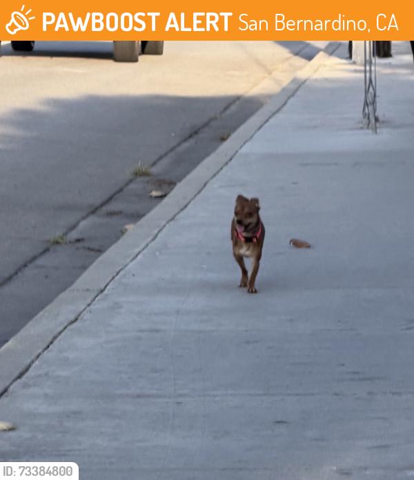 Found/Stray Unknown Dog last seen 3rd street, San Bernardino, CA 92410