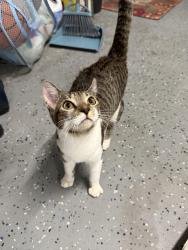 Found/Stray Female Cat last seen Hiatus and Macnab road, Tamarac, FL 33321