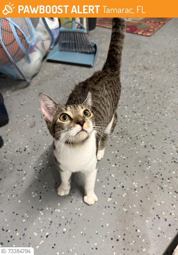 Found/Stray Female Cat last seen Hiatus and Macnab road, Tamarac, FL 33321