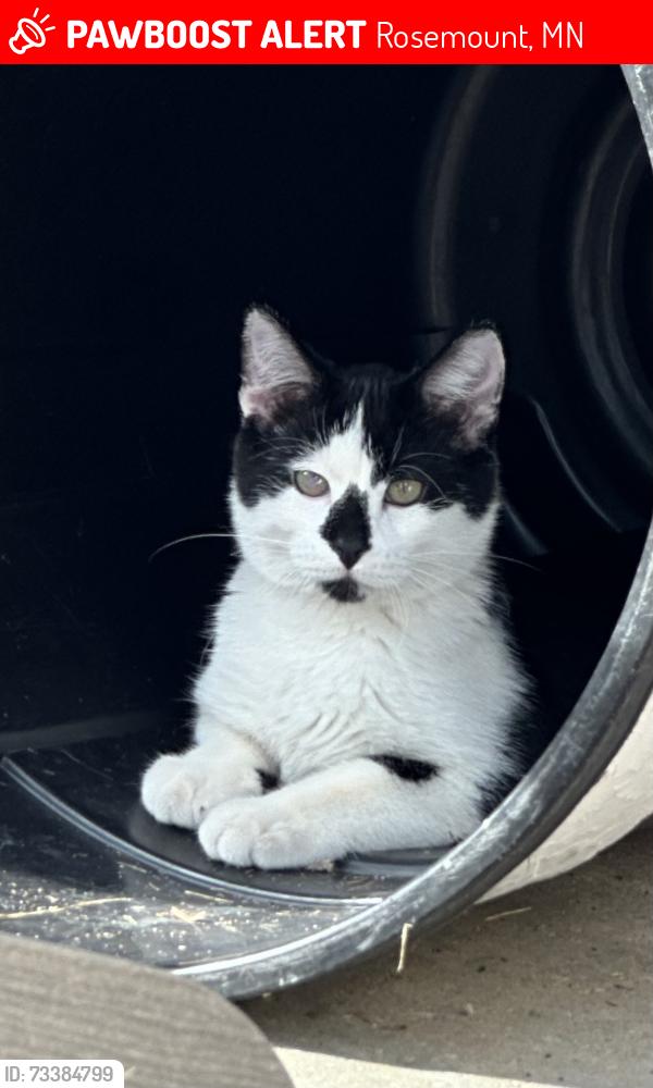 Lost Male Cat last seen Connemara and Shannon Parkway, Rosemount, MN 55068