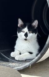 Lost Male Cat last seen Connemara and Shannon Parkway, Rosemount, MN 55068