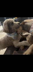 Lost Male Dog last seen Casa Blanca Dr, Brownsville, TX 78521