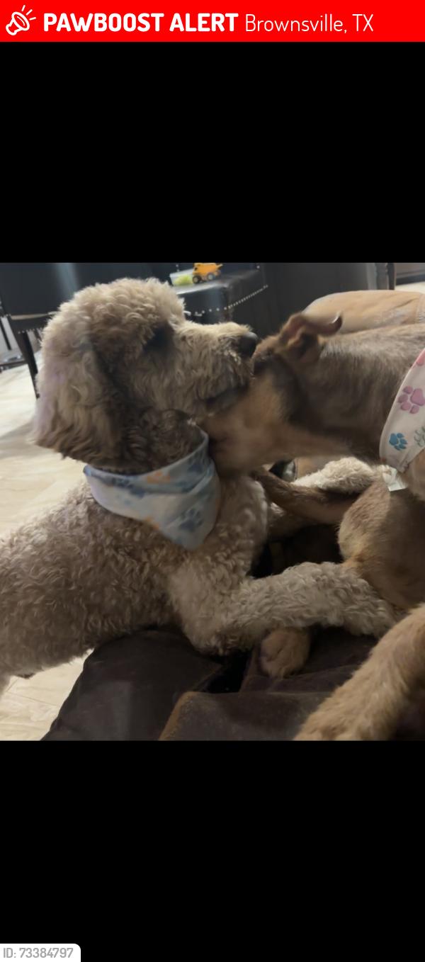 Lost Male Dog last seen Casa Blanca Dr, Brownsville, TX 78521