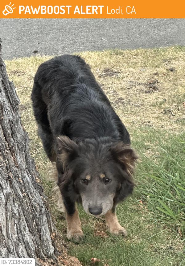 Found/Stray Unknown Dog last seen Next to stained salon parking lot, Lodi, CA 95240