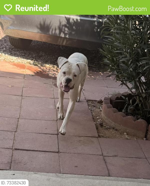 Reunited Female Dog last seen Navajo Rd, Apple Valley, CA 92308