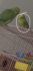 Lost Female Bird last seen Hillford ave by the Panda Express, Compton, CA 90222