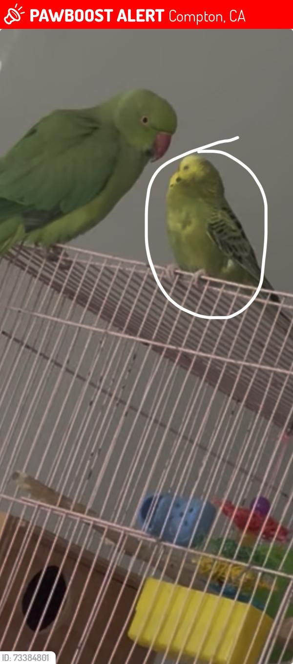 Lost Female Bird last seen Hillford ave by the Panda Express, Compton, CA 90222